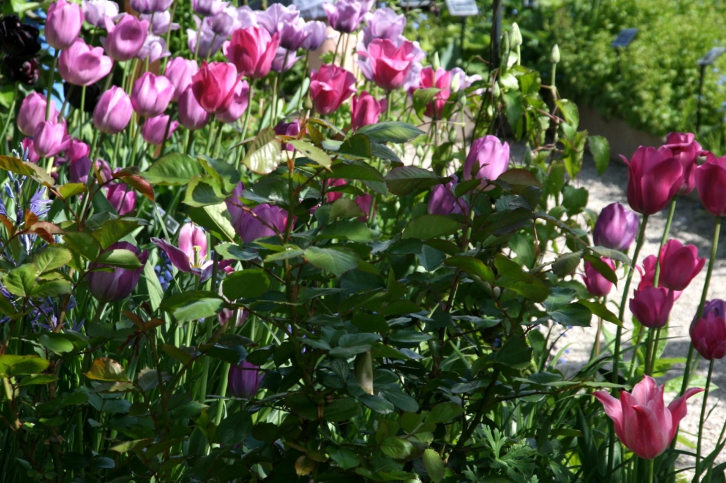 Yvoire, tulipes en fleurs dans le Jardin des Cinq Sens