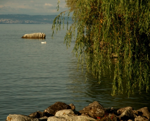 Un cygne sur le Lac Léman