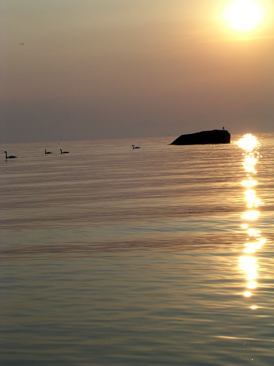 Les cygnes au lever du soleil sur le Lac Léman à Yvoire
